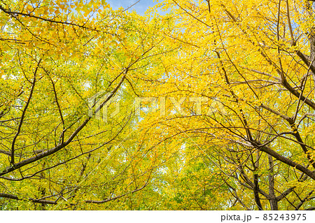 イチョウ並木 イチョウ並木 85243975