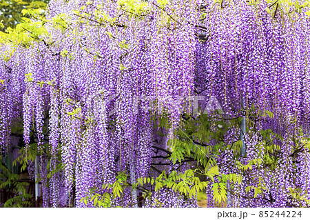 藤の花 藤の花 85244224