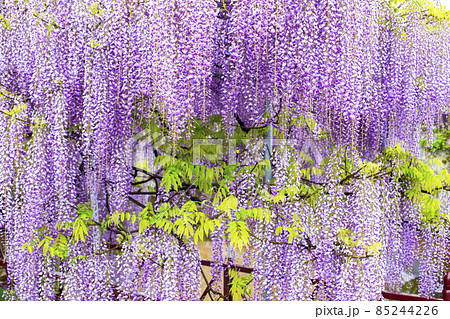 藤の花 85244226