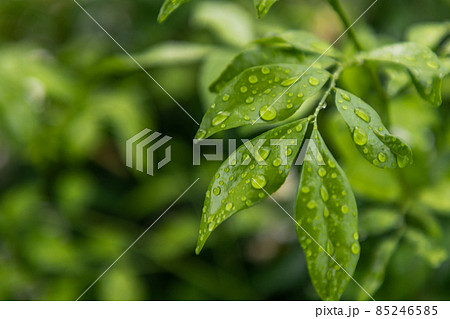 Water drops on wisteria frutescens leaves. 85246585