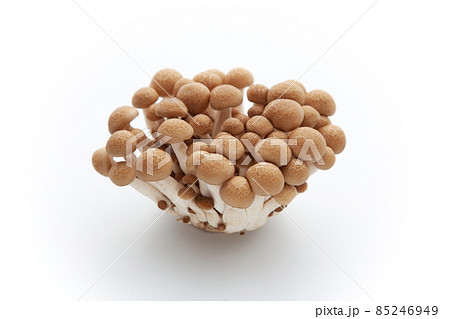 ぶなしめじ キノコ 白背景 85246949