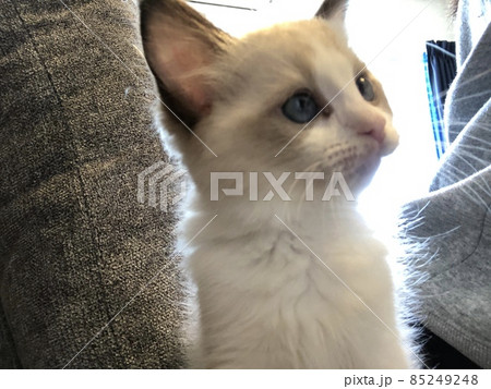 ラグドール　仔猫　子猫 85249248