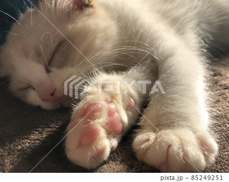 ラグドール 仔猫 子猫 ラグドール 仔猫 子猫 85249251