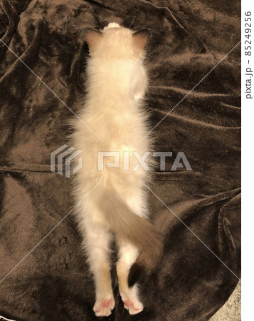 ラグドール 仔猫 子猫 ラグドール 仔猫 子猫 85249256