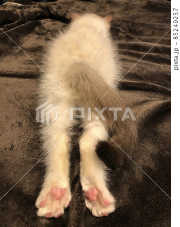 ラグドール　仔猫　子猫 85249257