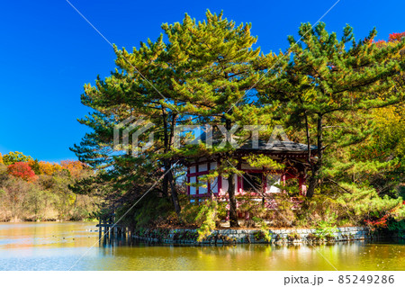 東京　石神井公園の紅葉 85249286