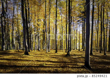 Autumn forest 85249421