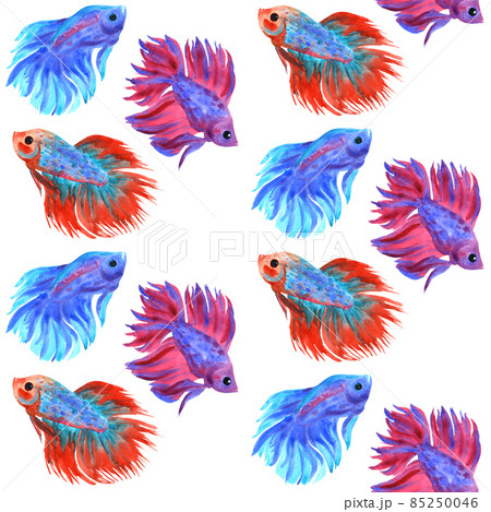 Fighting fish pattern. Beautiful multicolored fish Betta splendens. Watercolor illustration. Fighting fish pattern. Beautiful multicolored fish Betta splendens. Watercolor illustration. 85250046