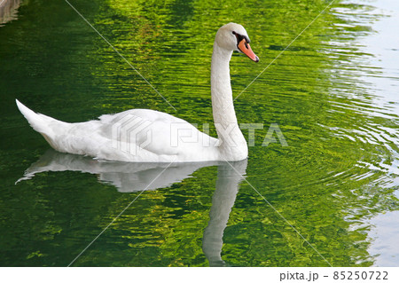 Swan 85250722