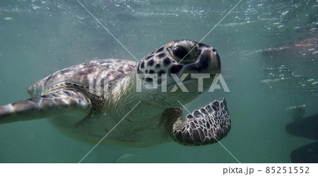 sea turtle 85251552
