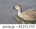 カモ　水辺　泳ぐ 85251705