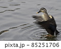 カモの羽ばたき 85251706