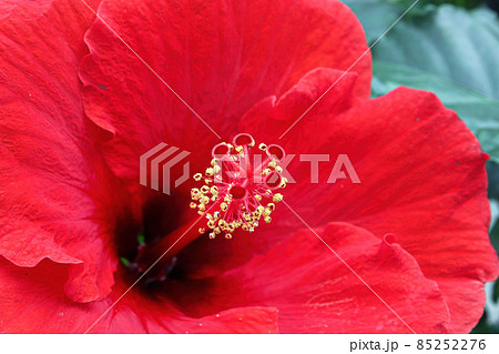 Macro of the stigma and stamen on a Hibiscus flower 85252276