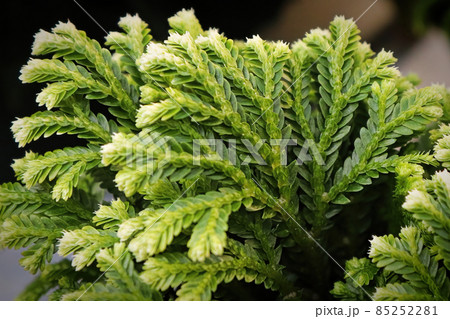 Macro of the leaves on a Frosty Tip Fern Macro of the leaves on a Frosty Tip Fern 85252281