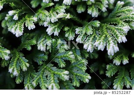 Closeup of the variegated tips on a Frosty Tip Fern 85252287