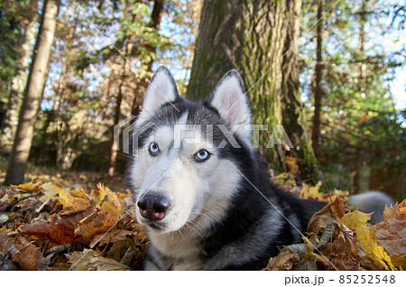 Hasky dog sits and looks around. High quality photo 85252548
