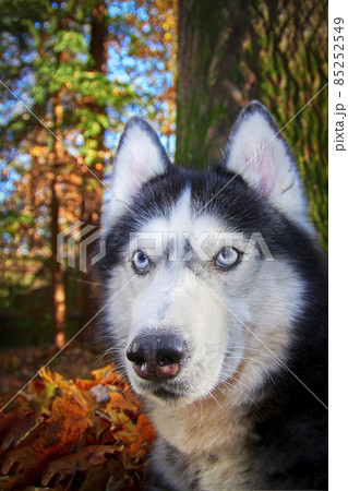 Ssiberian Husky dog lying in the yellow and red leaves. Husky Dog on the background of nature, sunny day. Ssiberian Husky dog lying in the yellow and red leaves. Husky Dog on the background of nature, sunny day. 85252549