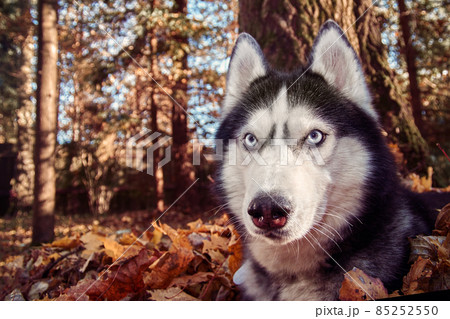 Ssiberian Husky dog lying in the yellow and red leaves. Husky Dog on the background of nature, sunny day. 85252550
