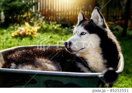 Siberian husky dog lies in wheelbarrow curled up, Handsome Pet in garden. Siberian husky dog lies in wheelbarrow curled up, Handsome Pet in garden. 85252551