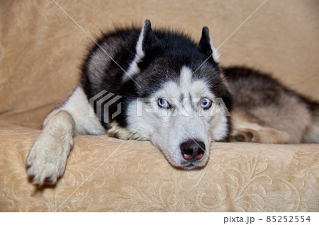 Cute husky dog is lying on the couch. Gorgeous smart dog with blue eyes, close-up portrait and looks away Cute husky dog is lying on the couch. Gorgeous smart dog with blue eyes, close-up portrait and looks away 85252554