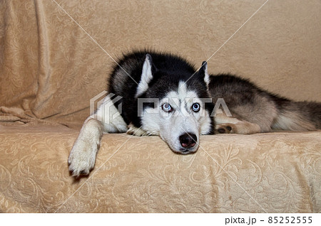 Cute husky dog is lying on the couch. Gorgeous smart dog with blue eyes, close-up portrait and looks away Cute husky dog is lying on the couch. Gorgeous smart dog with blue eyes, close-up portrait and looks away 85252555