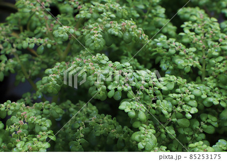 Closeup of the delicate flowers on an Artillary plant 85253175