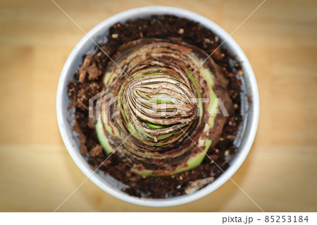 Top view of an Amaryllis potted plant about to sprout 85253184