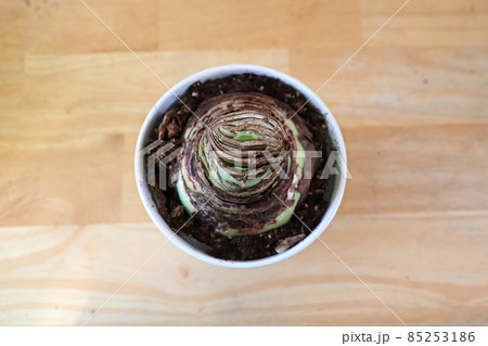 Top view of an Amaryllis potted plant about to sprout 85253186