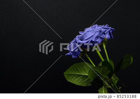 Tender purple roses bouquet isolated on dark background. Banner for Valentines Day, International Womens Day or mothers day. Trendy banner with 2022 color of the year very peri Tender purple roses bouquet isolated on dark background. Banner for Valentines Day, International Womens Day or mothers day. Trendy banner with 2022 color of the year very peri 85253188