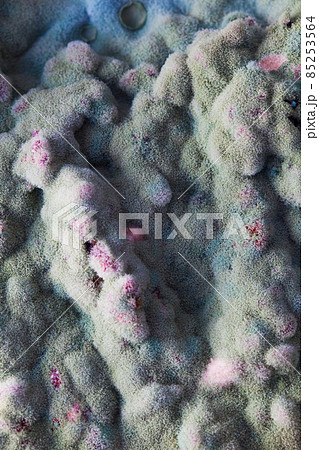 macro of mold relief 85253564