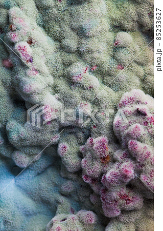 macro of mold relief macro of mold relief 85253627