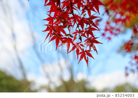秋の公園　紅葉イロハモミジ 85254003