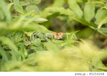 Brown and orange Amaryllis butterfly with open wings Brown and orange Amaryllis butterfly with open wings 85254208