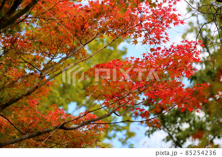 秋の公園 紅葉イロハモミジ 秋の公園 紅葉イロハモミジ 85254236