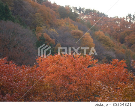 山の中の紅葉、秋の山、紅葉のグラデーション 85254821