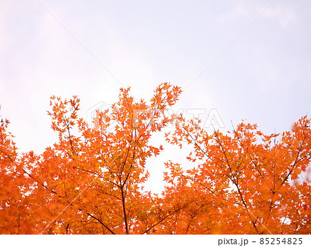 山の中の紅葉、秋の山、紅葉のグラデーション 山の中の紅葉、秋の山、紅葉のグラデーション 85254825