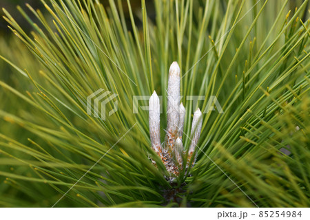 松の新芽 85254984