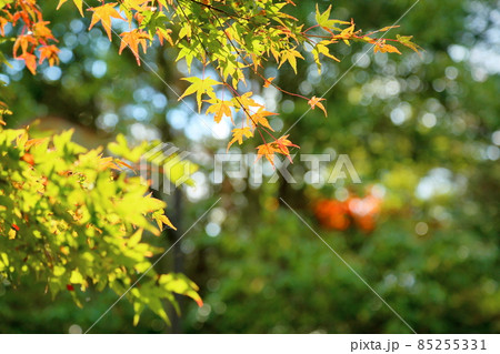 秋の公園　色づくイロハモミジ 85255331