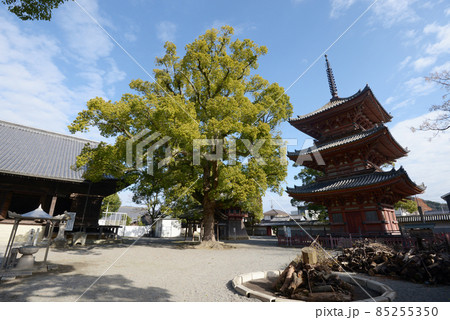 斑鳩寺 三重塔と講堂 兵庫県太子町鵤 斑鳩寺 三重塔と講堂 兵庫県太子町鵤 85255350