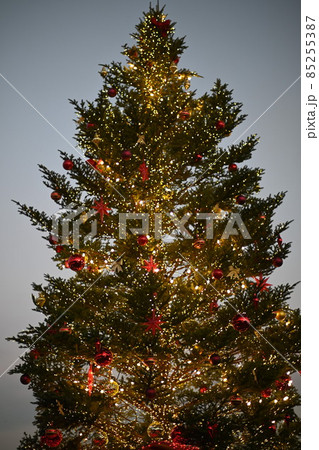 クリスマスツリー 85255387