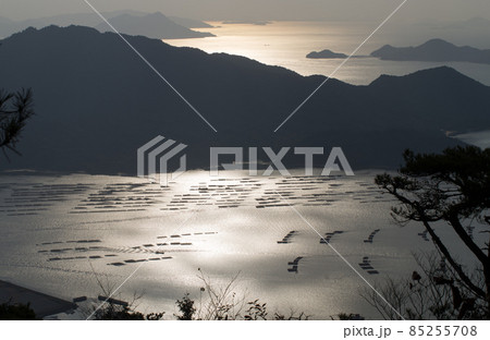 牡蠣筏の広がる晩秋の大野瀬戸の朝の景色 85255708