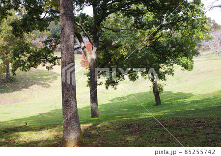 休暇村帝釈峡のクヌギ林の秋の景色 休暇村帝釈峡のクヌギ林の秋の景色 85255742