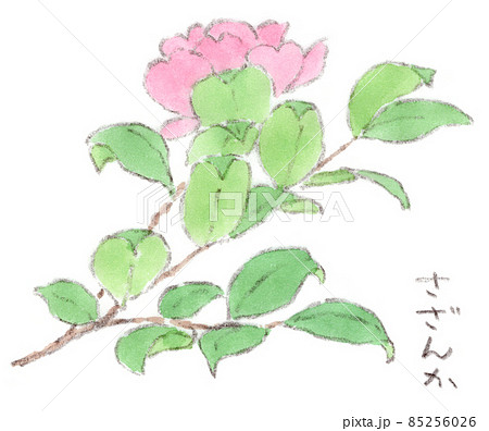 冬の花、山茶花（さざんか）の水彩画イラスト 85256026