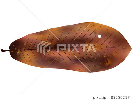 紅葉した「ホオノキの葉」 85256217