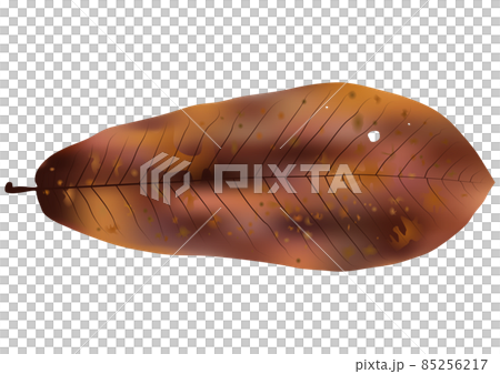 紅葉した「ホオノキの葉」 85256217