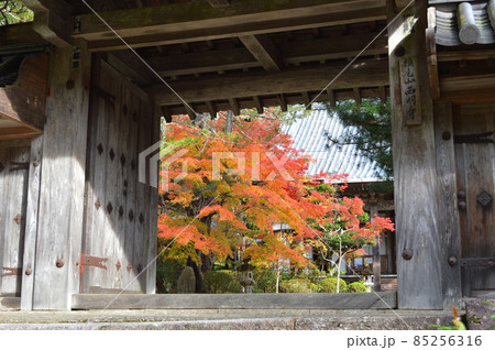 2021年11月の早朝に参拝した京都市槙尾山西明寺の表門越しの紅葉が美しい 2021年11月の早朝に参拝した京都市槙尾山西明寺の表門越しの紅葉が美しい 85256316