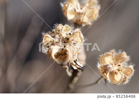 芙蓉のタネ 85256406