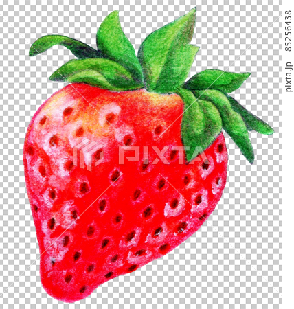 丸ごとイチゴの色鉛筆画イラストのイラスト素材 [85256438] - PIXTA