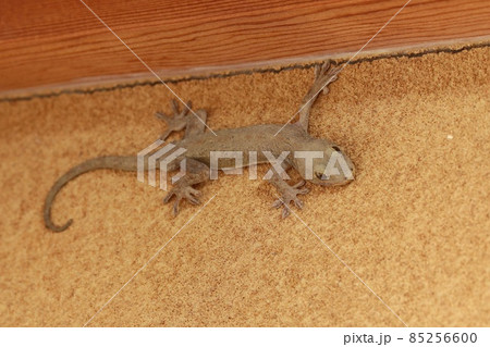 ヤモリ 家の中に現れた ヤモリ 家の中に現れた 85256600