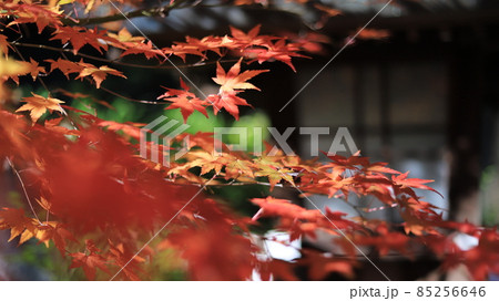 光を浴びる紅葉 光を浴びる紅葉 85256646